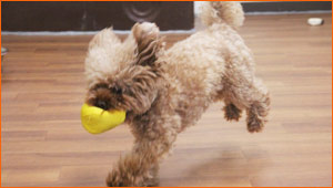 デイユース ココア写真