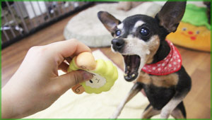 デイユース レーちゃん写真