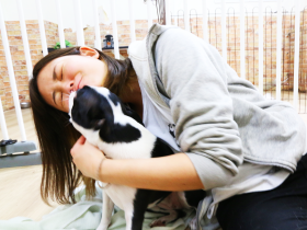 ペットホテル 写真