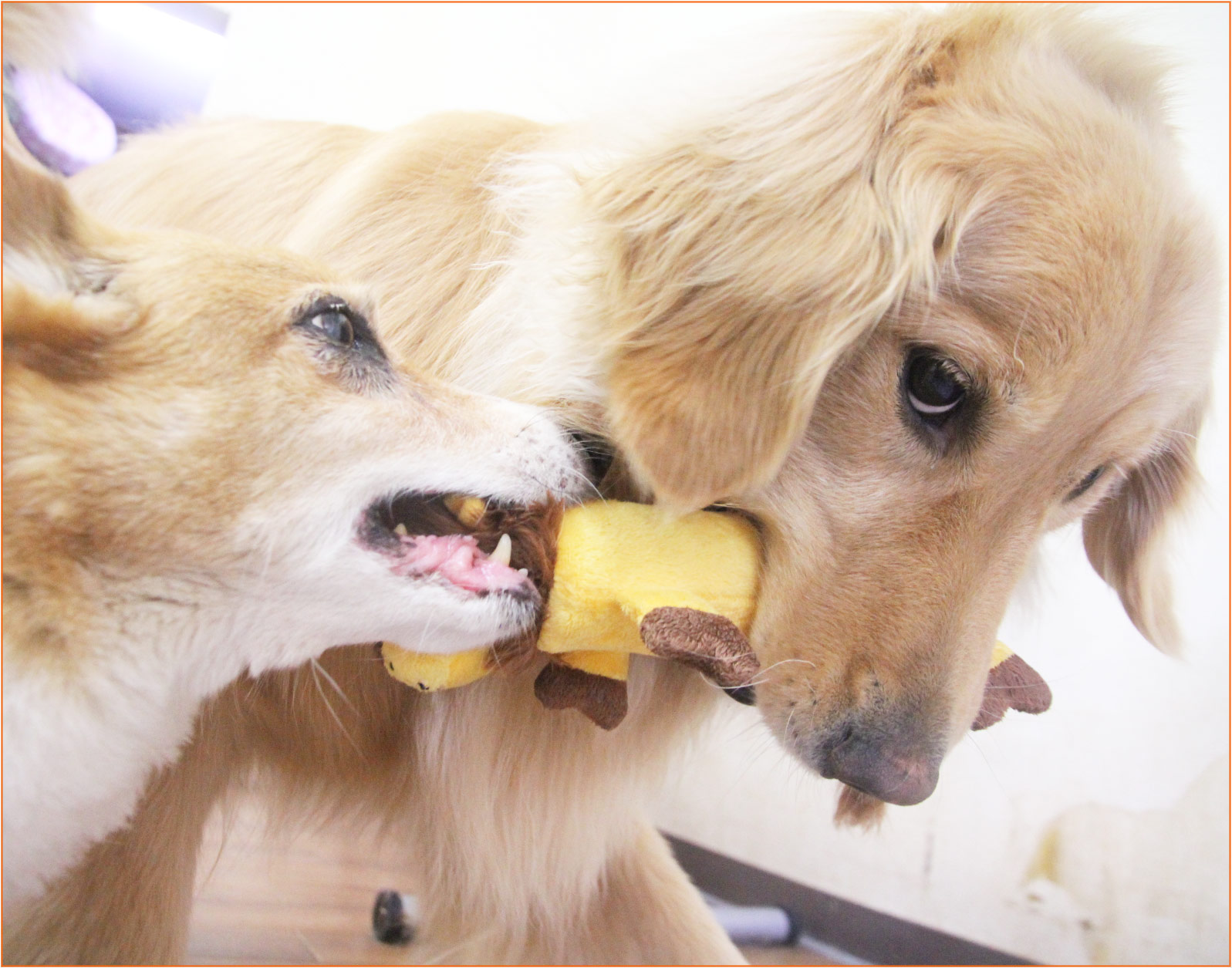 ペットホテル グリ君写真