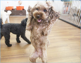 ペットホテル クマ君写真