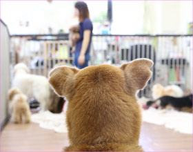 ペットホテル 蓮沼写真