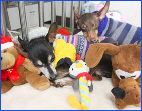 ペットホテル 楠原写真