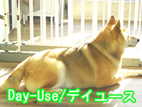 デイユースアイコン