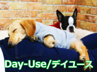 デイユースアイコン