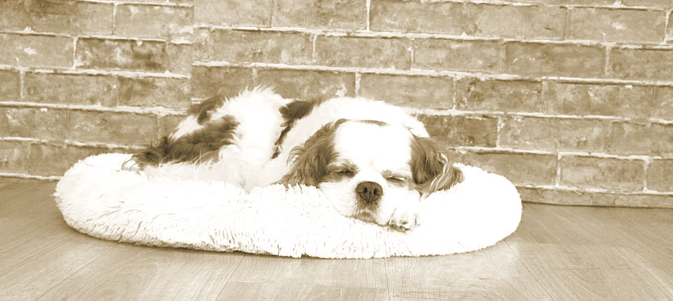 メインタケちゃん写真