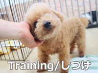 しつけアイコン