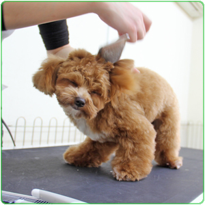 トリミング ムサシ写真