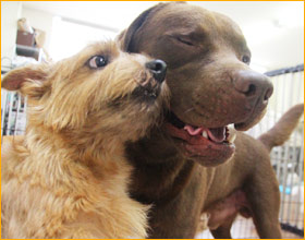 しつけ 金澤写真