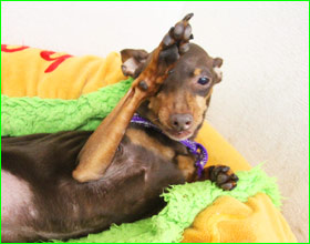 しつけ 遊び写真