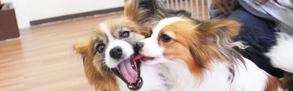 しつけメイン写真