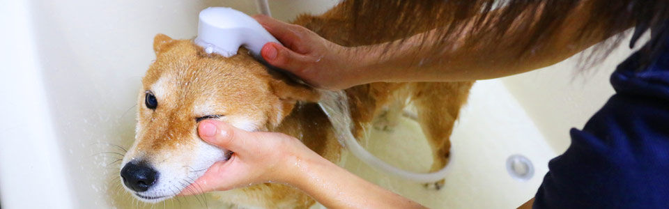 トリミングメイン写真